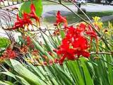 Crocosmia spp. Photo