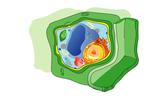 Plant Cell Diagram