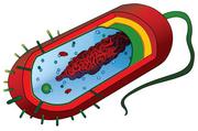 Prokaryotic Cell, Mariana Ruiz