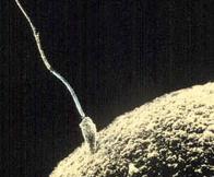 Sperm Fertilizing Egg