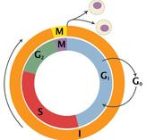 Cell Cycle with Mitosis by Richard Wheeler