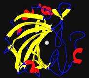 Enzyme Carbonic Anhydrase