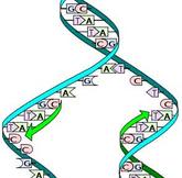 DNA Replication Image by Madprime