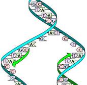 DNA Replication Image by Madprime