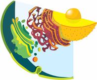 Endomembrane System of Eukaryotic Cell