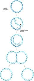 Replication of Bacterial Chromosome