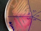 MacConkey's Agar with Lac- Salmonella on top and Lac+ E. coli on bottom