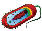 Prokaryotic Cell, Mariana Ruiz