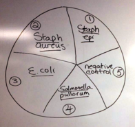 Key to Pinwheen of Bacterial Controls on Growth Media